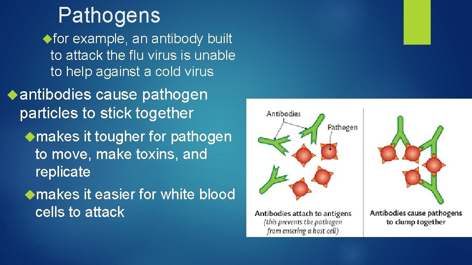 Pathogens for example, an antibody built to attack the flu virus is unable to