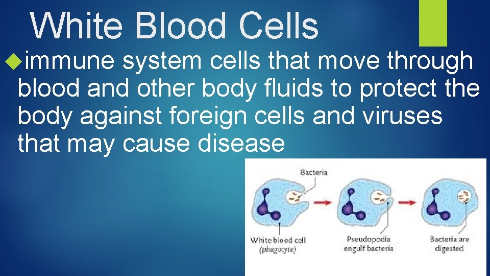 White Blood Cells immune system cells that move through blood and other body fluids