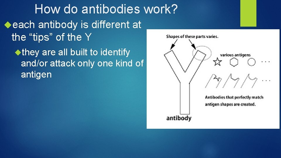 How do antibodies work? each antibody is different at the “tips” of the Y