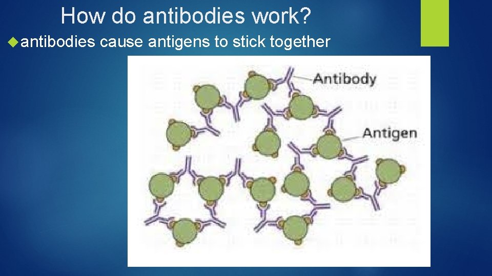 How do antibodies work? antibodies cause antigens to stick together 