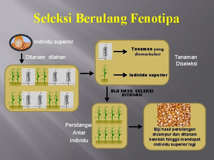 Seleksi Berulang Fenotipa Individu superior Ditanam dilahan Tanaman yang diemaskulasi Tanaman Diseleksi Individu superior