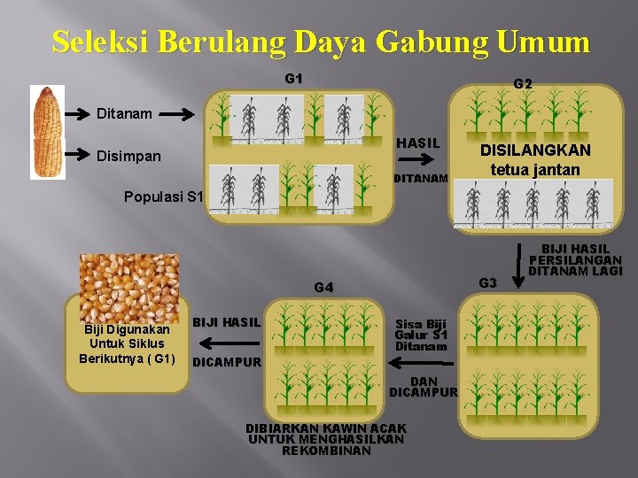 Seleksi Berulang Daya Gabung Umum G 1 G 2 Ditanam HASIL Disimpan DITANAM DISILANGKAN