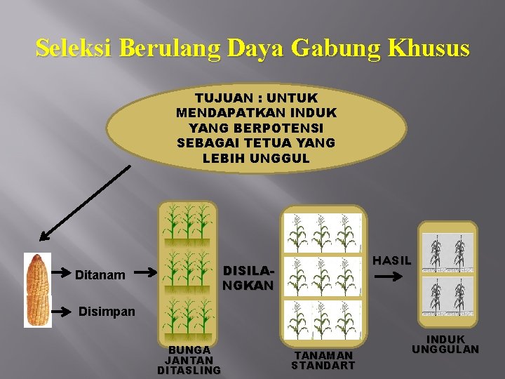 Seleksi Berulang Daya Gabung Khusus TUJUAN : UNTUK MENDAPATKAN INDUK YANG BERPOTENSI SEBAGAI TETUA