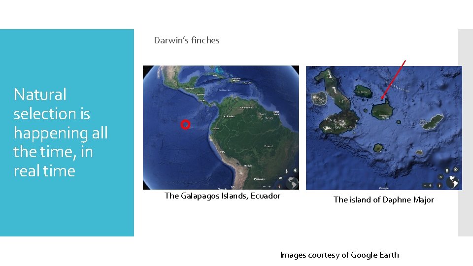 Darwin’s finches Natural selection is happening all the time, in real time The Galapagos