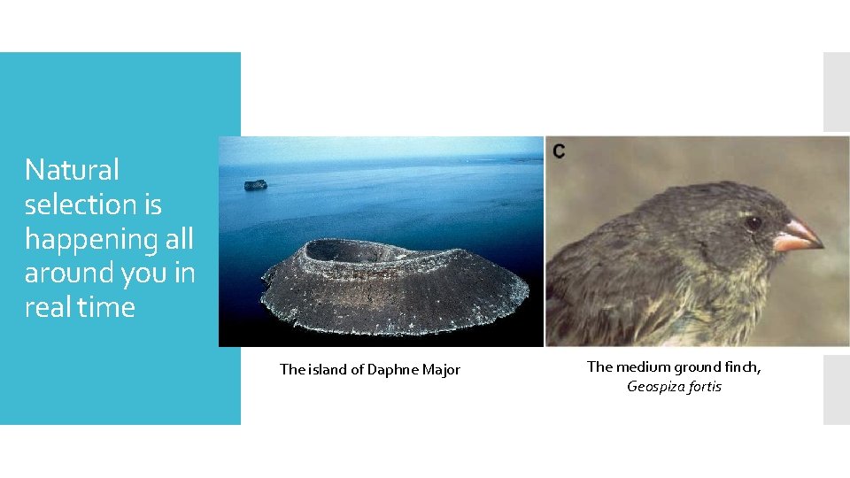 Natural selection is happening all around you in real time The island of Daphne