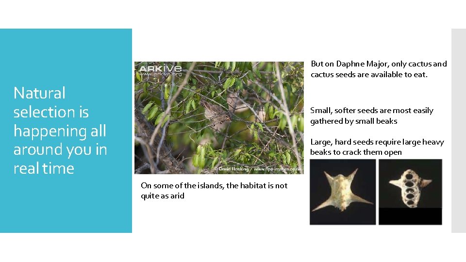 But on Daphne Major, only cactus and cactus seeds are available to eat. Natural