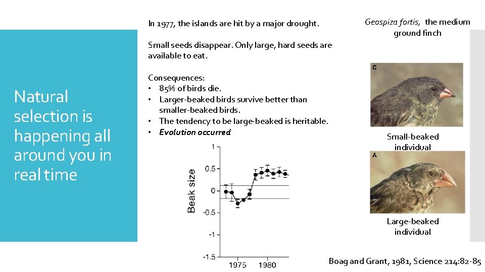 Geospiza fortis, the medium ground finch In 1977, the islands are hit by a