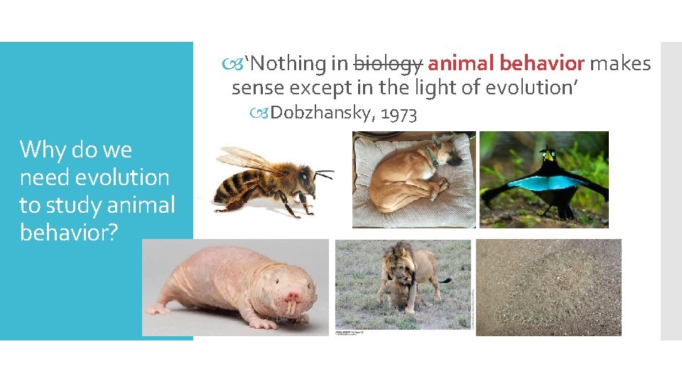  ‘Nothing in biology animal behavior makes sense except in the light of evolution’