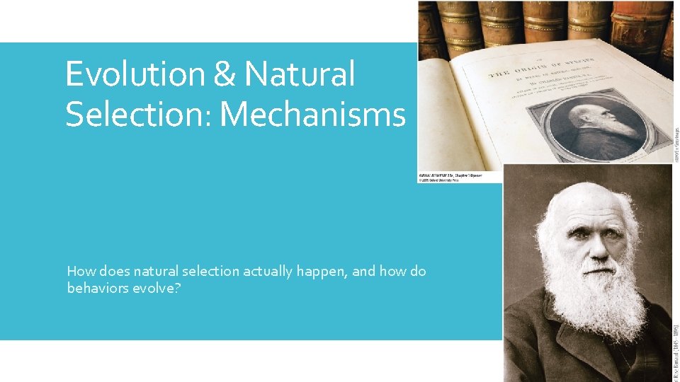 Evolution & Natural Selection: Mechanisms How does natural selection actually happen, and how do