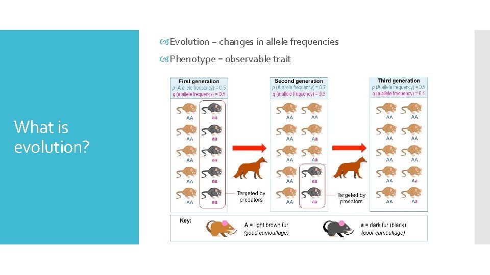  Evolution = changes in allele frequencies Phenotype = observable trait What is evolution?