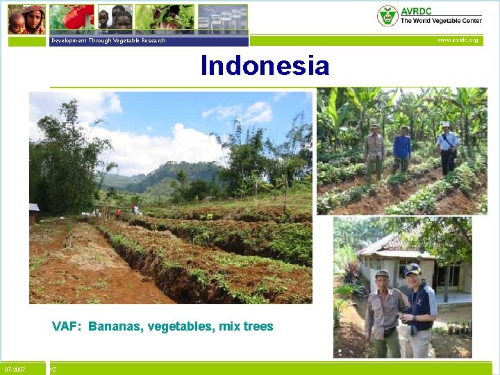 vegetables + development Development Through Vegetable Research www. avrdc. org Indonesia VAF: Bananas, vegetables,