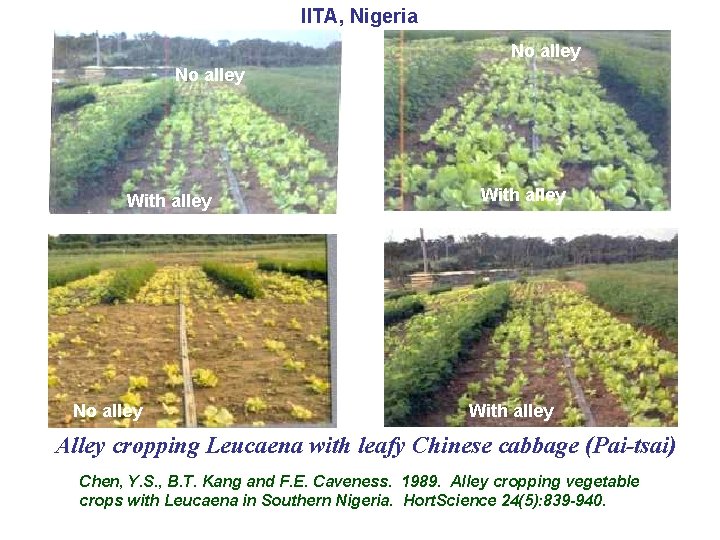 IITA, Nigeria No alley With alley Alley cropping Leucaena with leafy Chinese cabbage (Pai-tsai)