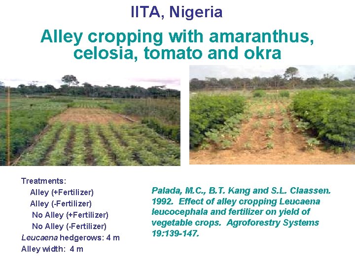 IITA, Nigeria Alley cropping with amaranthus, celosia, tomato and okra Treatments: Alley (+Fertilizer) Alley