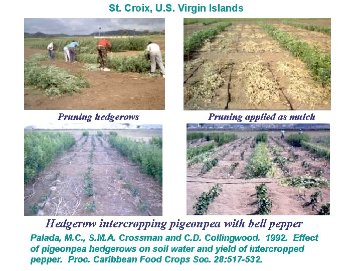 St. Croix, U. S. Virgin Islands Pruning hedgerows Pruning applied as mulch Hedgerow intercropping
