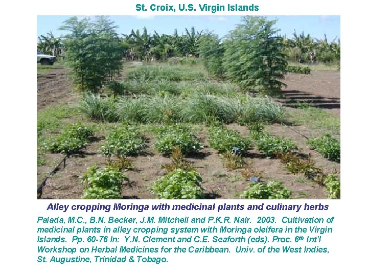 St. Croix, U. S. Virgin Islands Alley cropping Moringa with medicinal plants and culinary