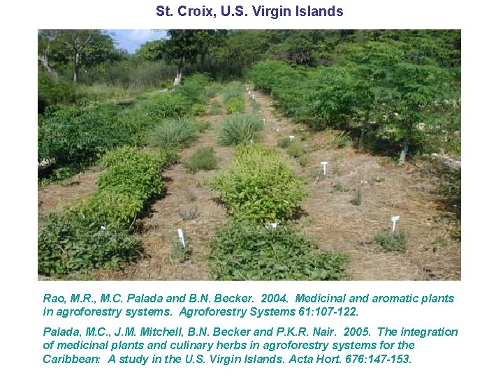 St. Croix, U. S. Virgin Islands Rao, M. R. , M. C. Palada and