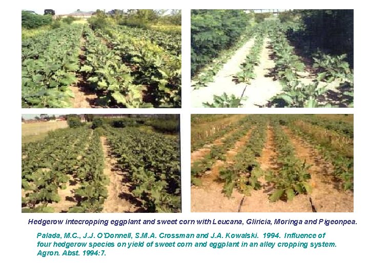 Hedgerow intecropping eggplant and sweet corn with Leucana, Gliricia, Moringa and Pigeonpea. Palada, M.