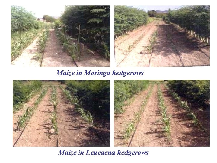 Maize in Moringa hedgerows Maize in Leucaena hedgerows 