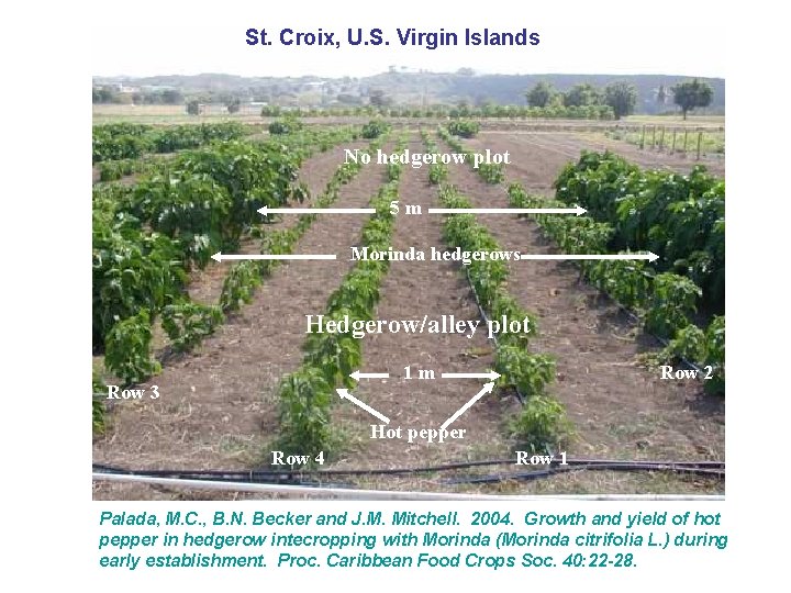 St. Croix, U. S. Virgin Islands No hedgerow plot 5 m Morinda hedgerows Hedgerow/alley