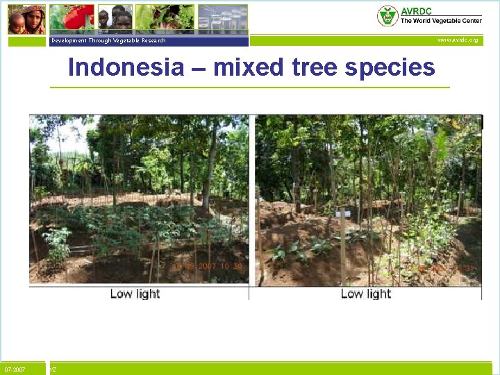 vegetables + development Development Through Vegetable Research Indonesia – mixed tree species 07 -2007