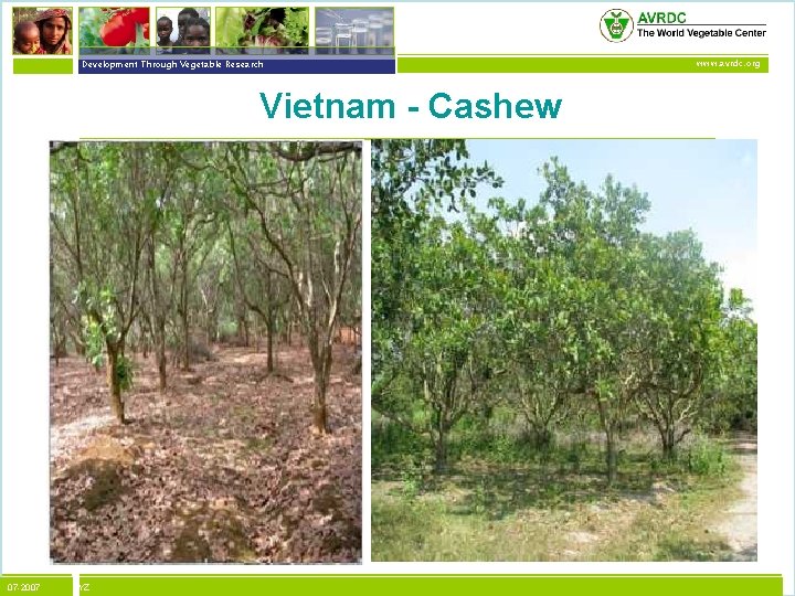 vegetables + development Development Through Vegetable Research Vietnam - Cashew 07 -2007 XYZ www.