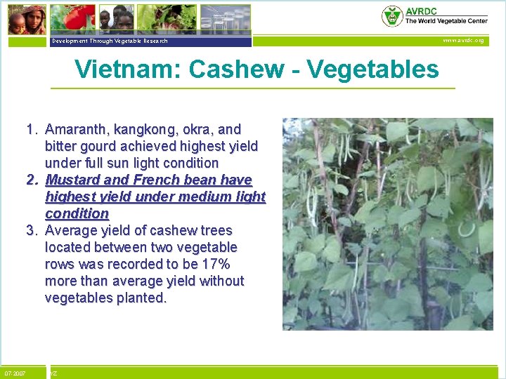 vegetables + development Development Through Vegetable Research Vietnam: Cashew - Vegetables 1. Amaranth, kangkong,