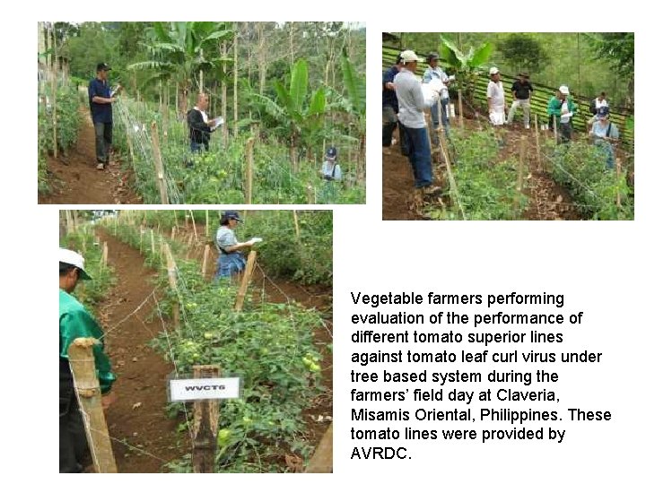 Vegetable farmers performing evaluation of the performance of different tomato superior lines against tomato