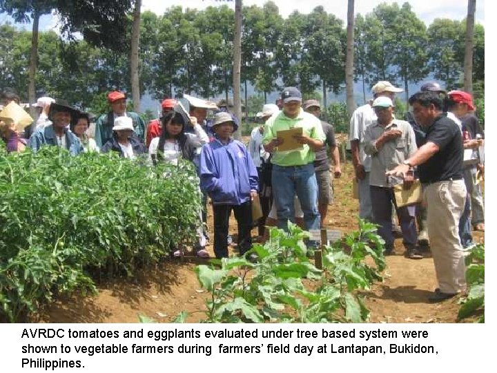 AVRDC tomatoes and eggplants evaluated under tree based system were shown to vegetable farmers