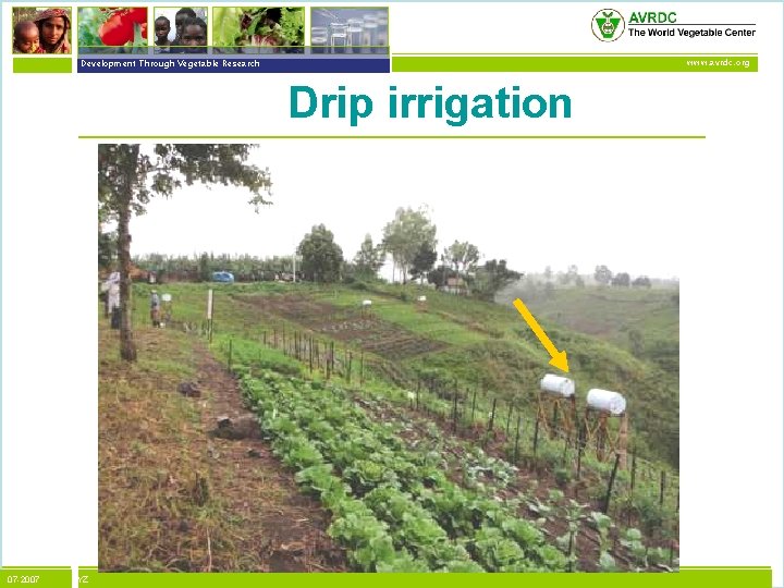 vegetables + development Development Through Vegetable Research www. avrdc. org Drip irrigation 07 -2007