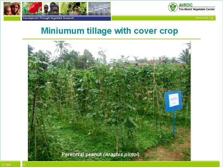 vegetables + development Development Through Vegetable Research Miniumum tillage with cover crop Perennial peanut