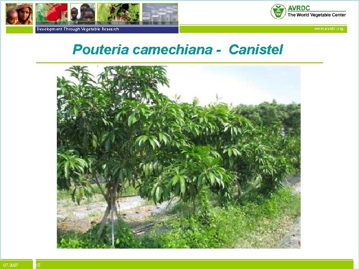vegetables + development Development Through Vegetable Research Pouteria camechiana - Canistel 07 -2007 XYZ