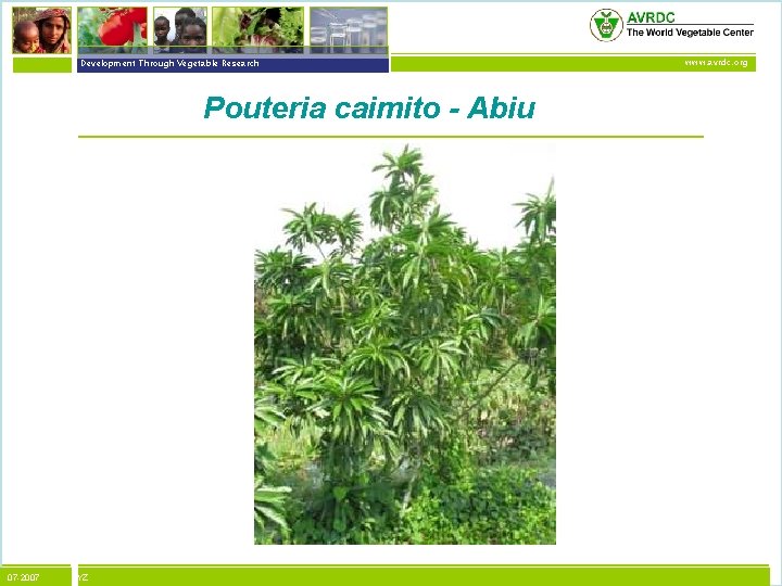 vegetables + development Development Through Vegetable Research Pouteria caimito - Abiu 07 -2007 XYZ