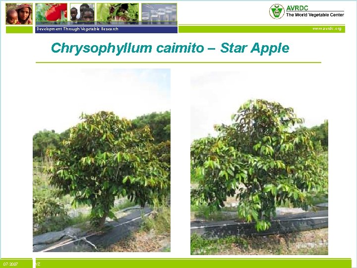 vegetables + development Development Through Vegetable Research Chrysophyllum caimito – Star Apple 07 -2007