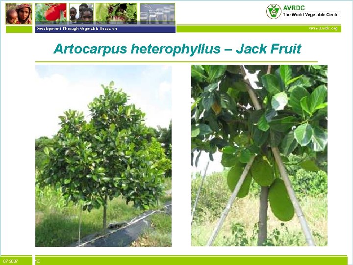 vegetables + development Development Through Vegetable Research Artocarpus heterophyllus – Jack Fruit 07 -2007