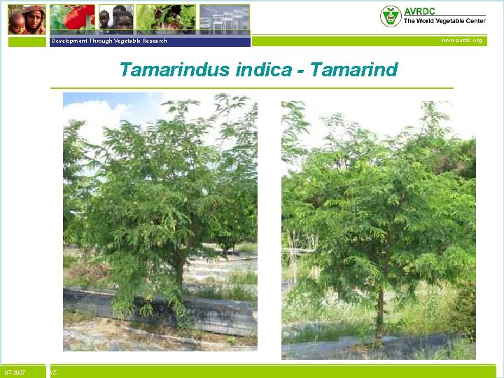 vegetables + development Development Through Vegetable Research Tamarindus indica - Tamarind 07 -2007 XYZ
