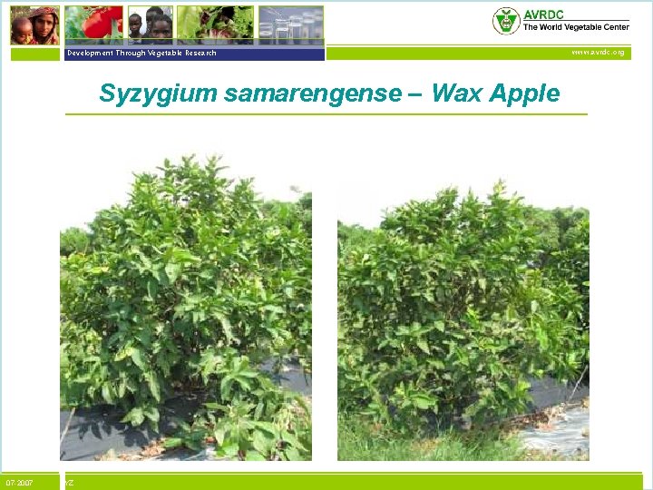 vegetables + development Development Through Vegetable Research Syzygium samarengense – Wax Apple 07 -2007