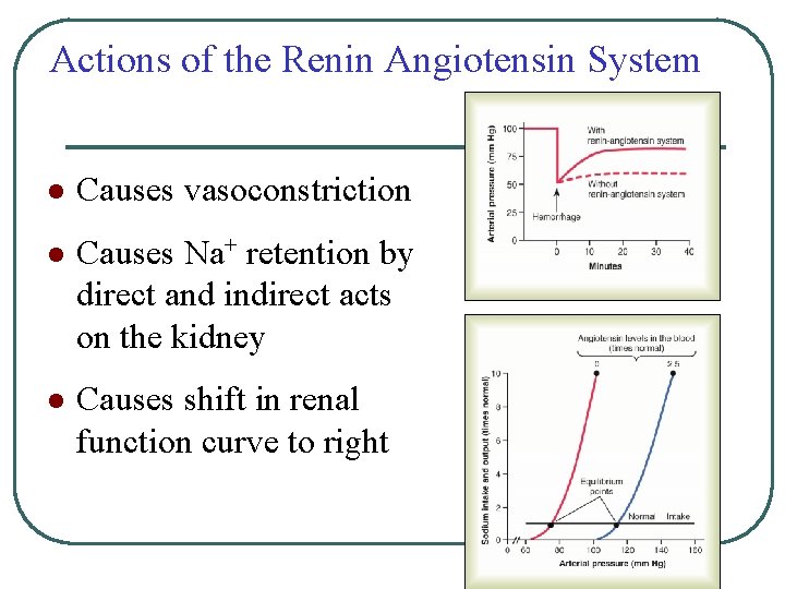 Actions of the Renin Angiotensin System l Causes vasoconstriction l Causes Na+ retention by