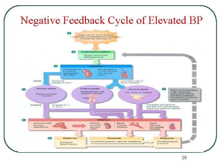 Negative Feedback Cycle of Elevated BP 29 