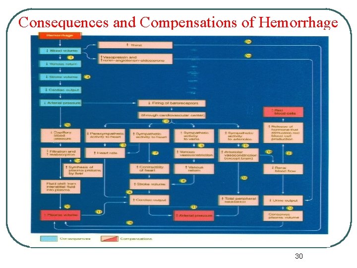 Consequences and Compensations of Hemorrhage 30 