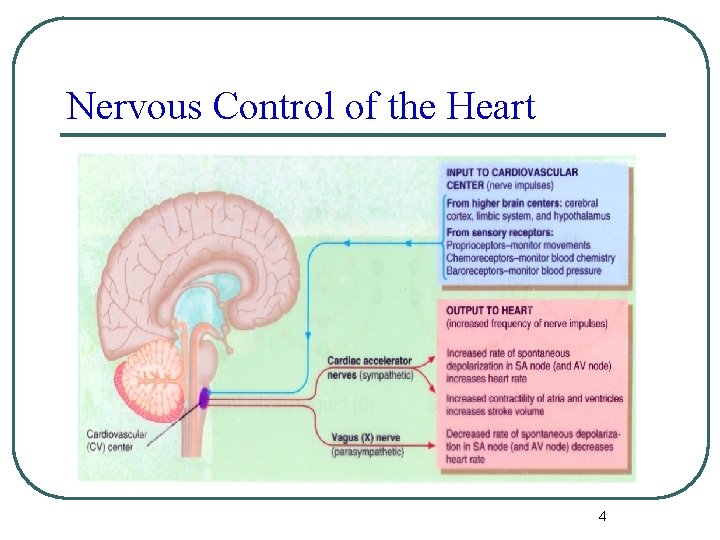 Nervous Control of the Heart 4 