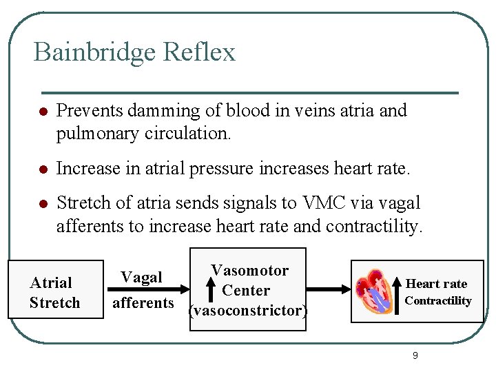 Bainbridge Reflex l Prevents damming of blood in veins atria and pulmonary circulation. l