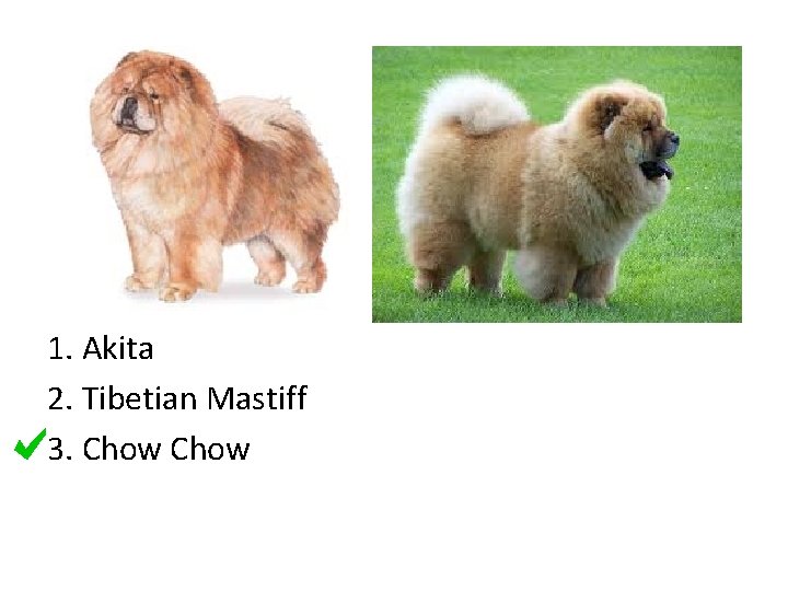 1. Akita 2. Tibetian Mastiff 3. Chow 