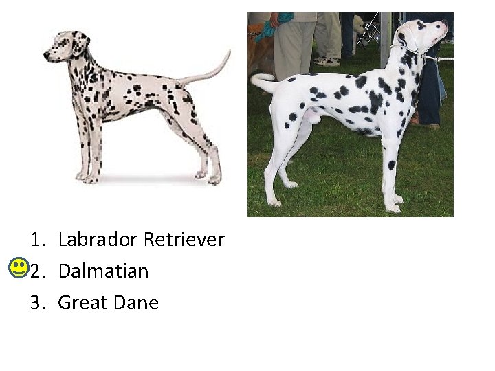 1. Labrador Retriever 2. Dalmatian 3. Great Dane 
