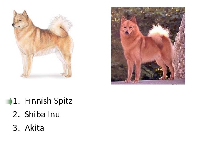 1. Finnish Spitz 2. Shiba Inu 3. Akita 