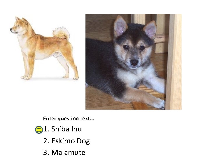 Enter question text. . . 1. Shiba Inu 2. Eskimo Dog 3. Malamute 
