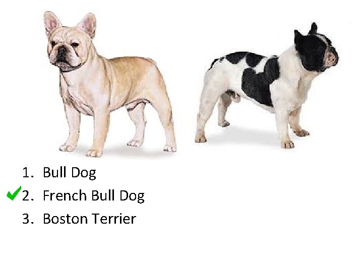 1. Bull Dog 2. French Bull Dog 3. Boston Terrier 