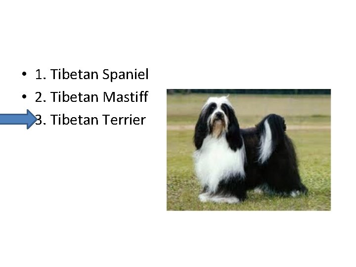  • 1. Tibetan Spaniel • 2. Tibetan Mastiff • 3. Tibetan Terrier 