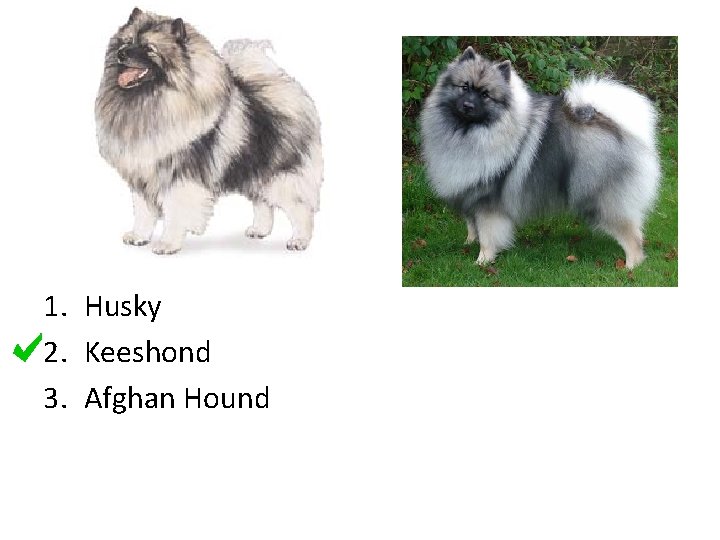 1. Husky 2. Keeshond 3. Afghan Hound 