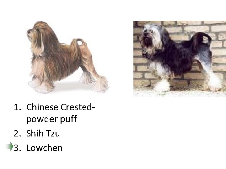 1. Chinese Crestedpowder puff 2. Shih Tzu 3. Lowchen 