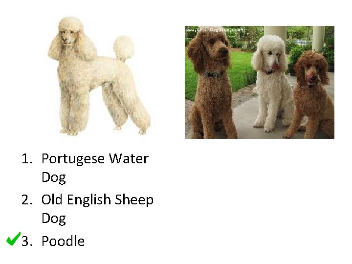 1. Portugese Water Dog 2. Old English Sheep Dog 3. Poodle 